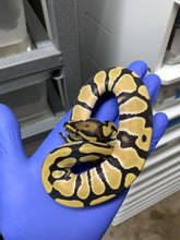 Female Desert Ghost 50% Het VPI Axanthic