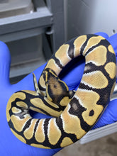 Female Desert Ghost 50% Het VPI Axanthic