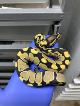 Female Desert Ghost (Fire) 50% Het VPI Axanthic