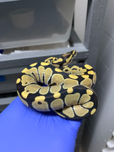 Female Desert Ghost (Fire) 50% Het VPI Axanthic