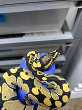 Female Desert Ghost (Fire) 50% Het VPI Axanthic