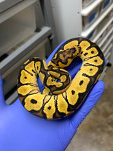 Female Orange Dream (Vanilla) Clown (02)