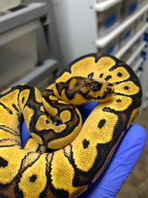 Female Orange Dream (Vanilla) Clown (02)