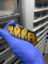 Female Orange Dream (Vanilla) Clown (02)