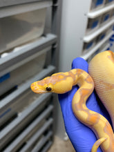 Male Banana Enchi Clown
