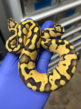 Male Pastel Vanilla Enchi 66% Het Clown