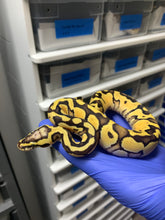 Male Pastel Vanilla Enchi 66% Het Clown