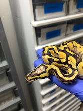 Male Pastel Vanilla Enchi 66% Het Clown