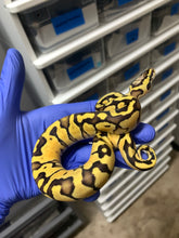 Male Pastel Vanilla Enchi 66% Het Clown