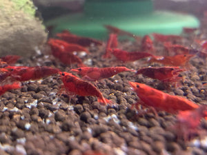 x20 Fire Red Shrimp (Neocaridina)