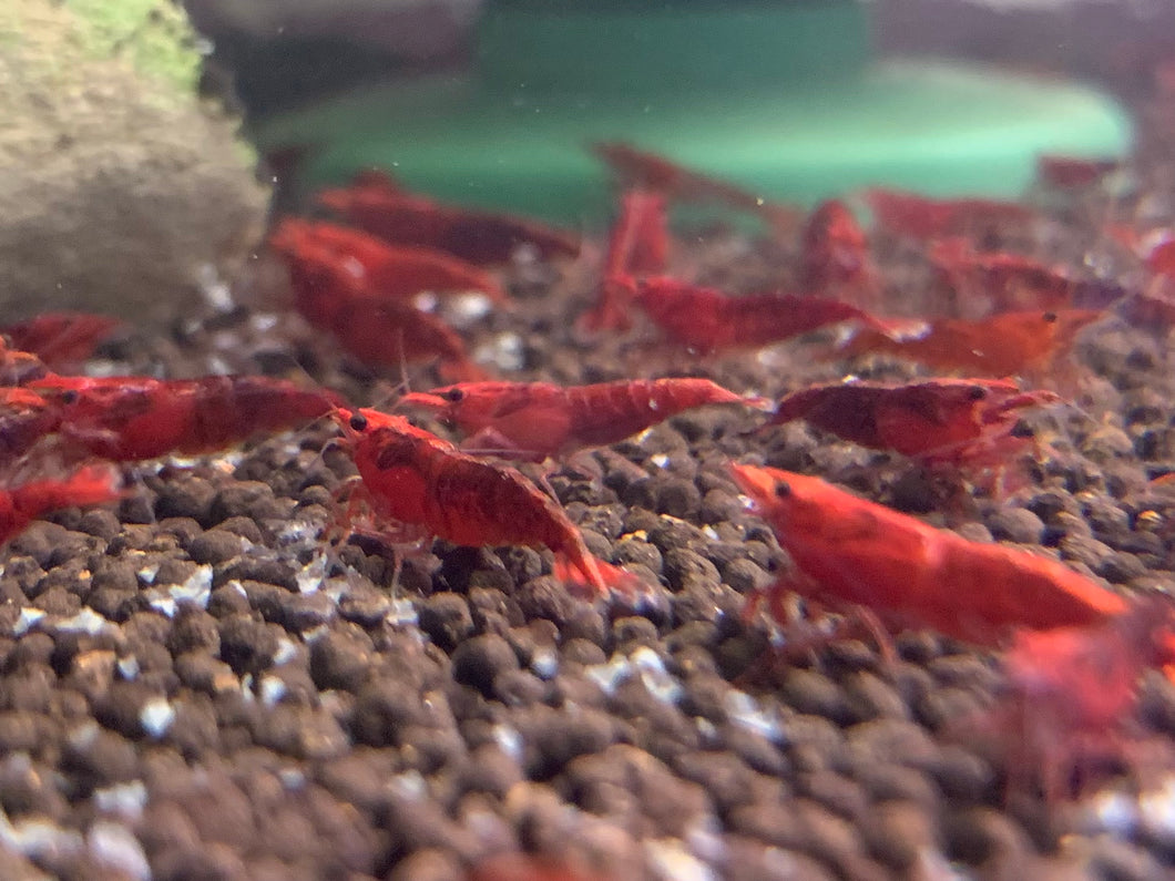 x20 Fire Red Shrimp (Neocaridina)