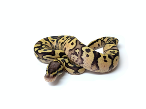 2020 Male Fire Pastel Yellowbelly (01)