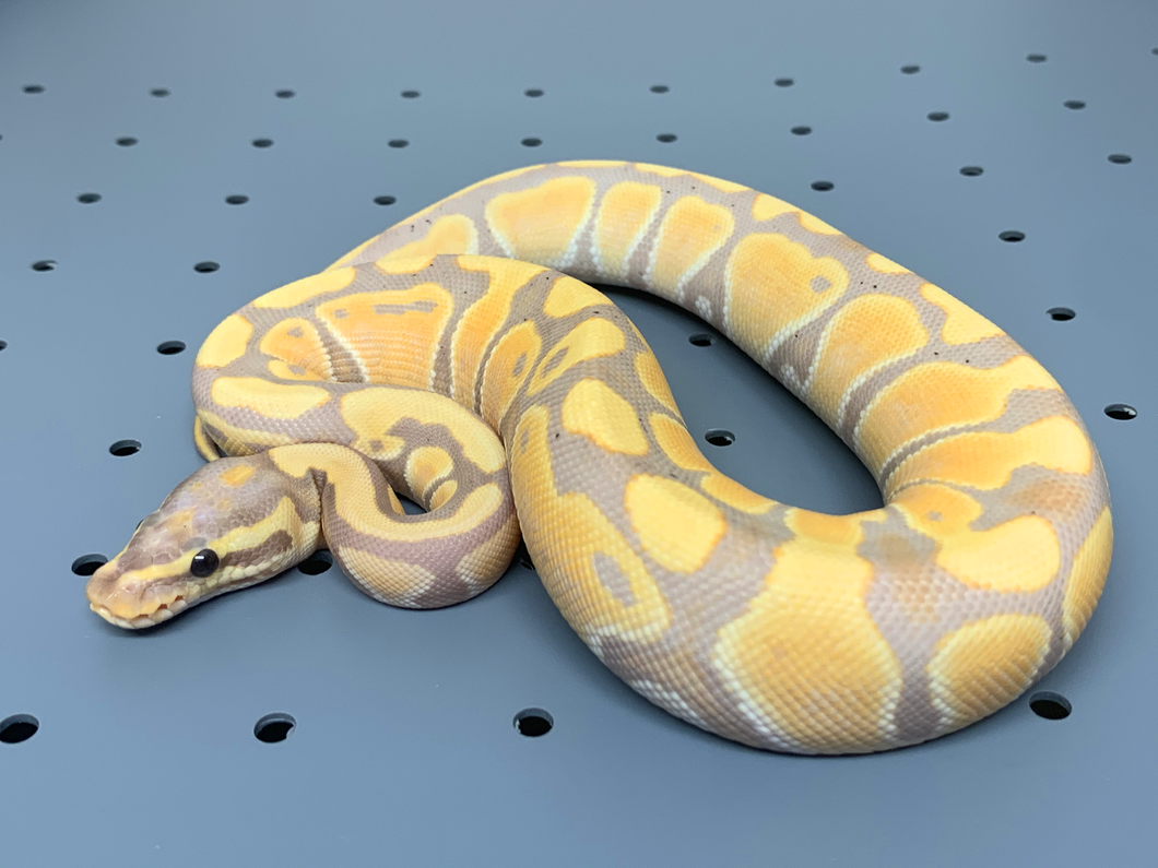 2020 Female Banana Het. Clown