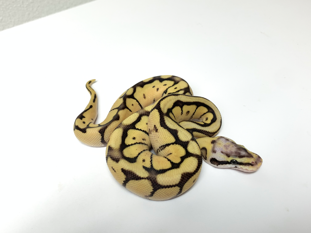 2020 Male Fire Mojave Pastel Spider Yellowbelly