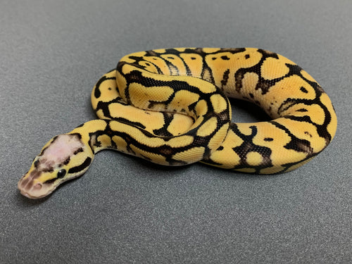 2022 Female Super Vanilla Pastel 50% Het. Clown