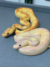 2022 Male Super Banana Enchi Clown